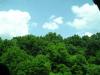 vibrant_trees