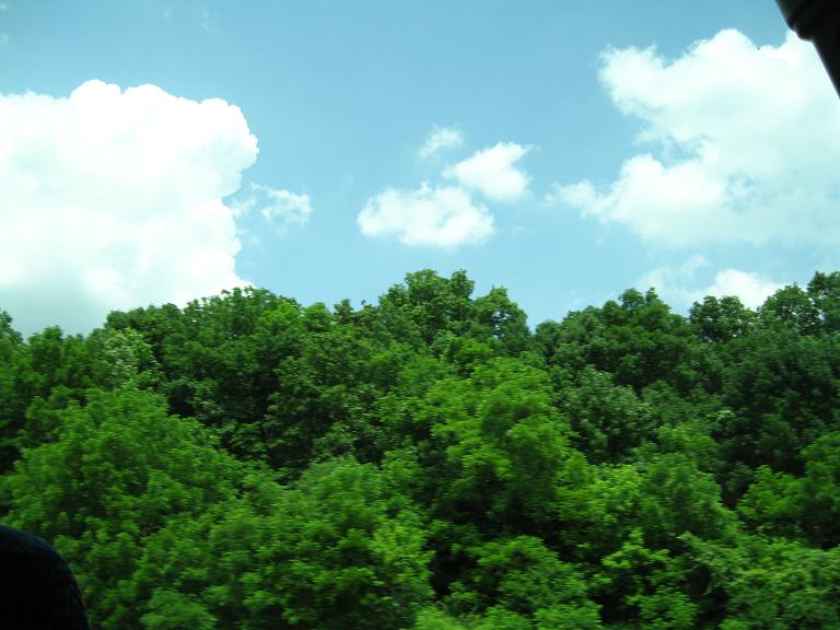 vibrant_trees