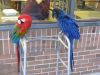 macaws2