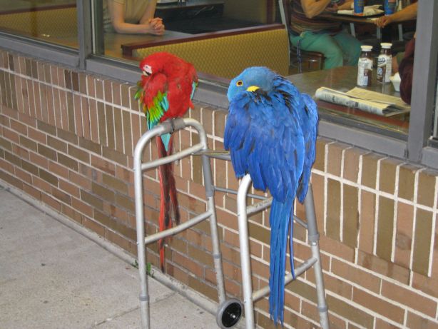 macaws1