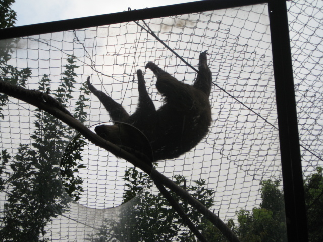Two-toed sloth, rather brisk actually.
