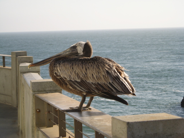 Pelican at Ocean Beach, San Francisco
