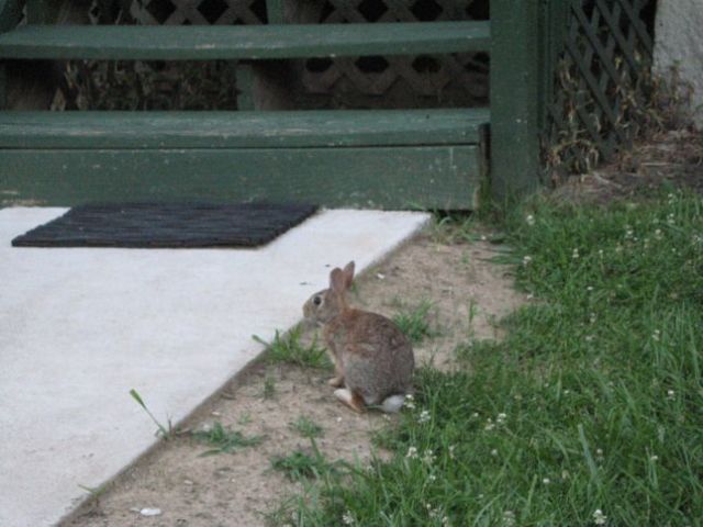 houseBunny