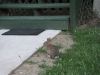 houseBunny