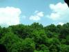 vibrant_trees