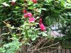 garden1
