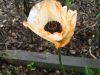 gardenpoppy