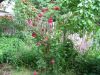gardenrose