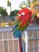 macawruby
