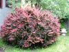 redbush