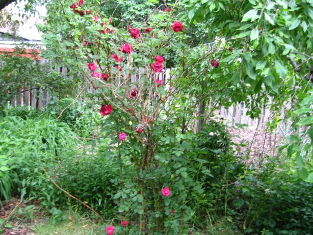 gardenrose