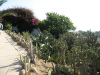 Cacti