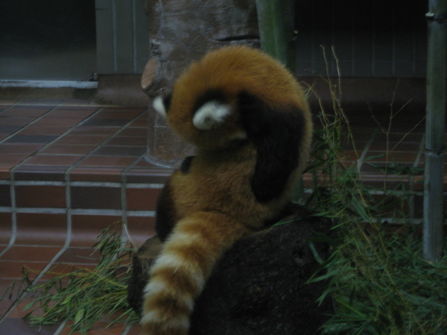Red panda.
