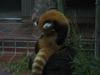 Red panda.