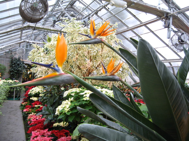 Bird of paradise plant