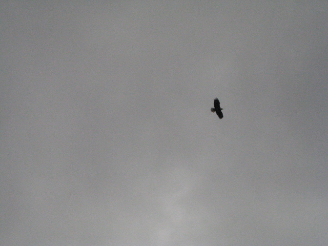 You can even tell it's a bald eagle!