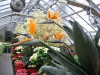 Bird of paradise plant