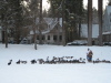 Don't feed the ducks.