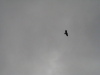 You can even tell it's a bald eagle!