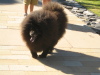 Chow-chow outside De Young